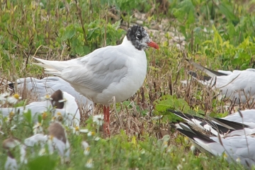 Mediterranean Gulls and a Red Knot